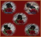 Yorkshire Terrier Welpen VDH/FCI